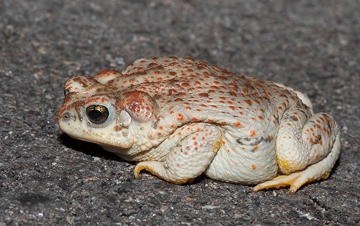 Red-spotted Toad