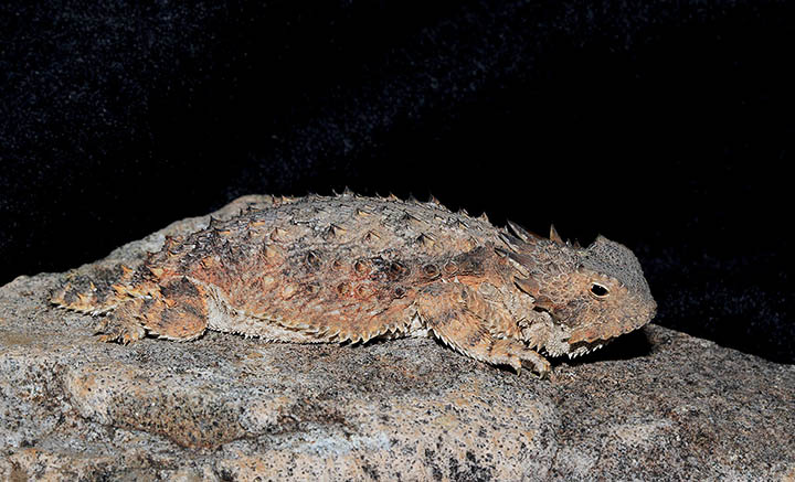 Regal Horned Lizard