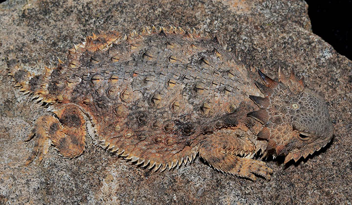 Regal Horned Lizard