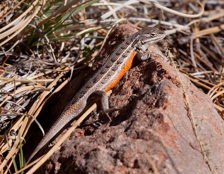 Slevin's Bunchgrass Lizard