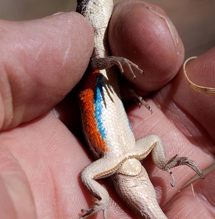 Slevin's Bunchgrass Lizard