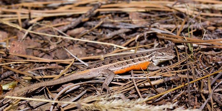 Slevin's Bunchgrass Lizard