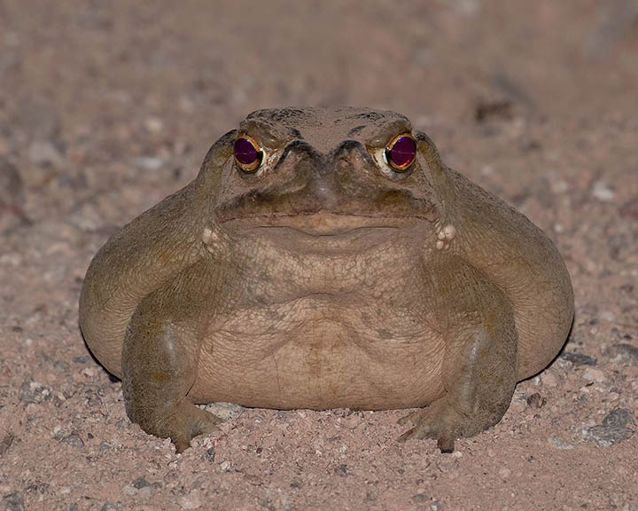 Sonoran Toad