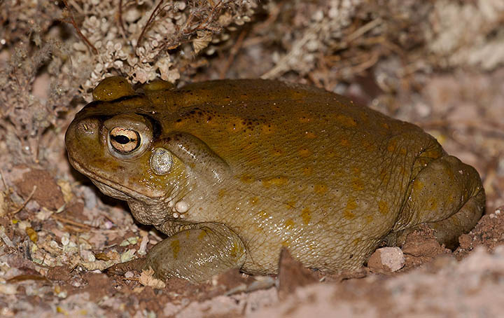 Sonoran Toad