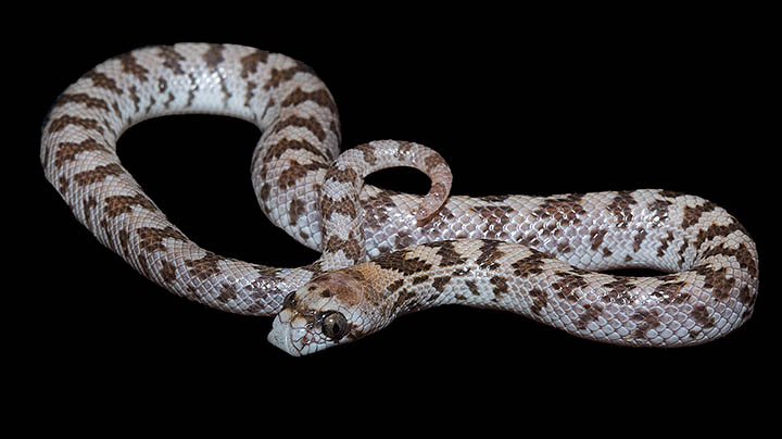 Spotted Leaf-nosed Snake