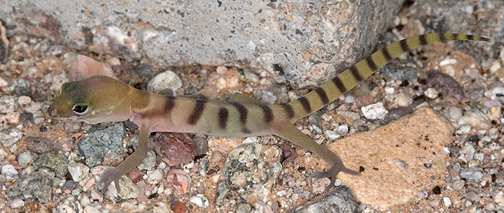 Western Banded Gecko