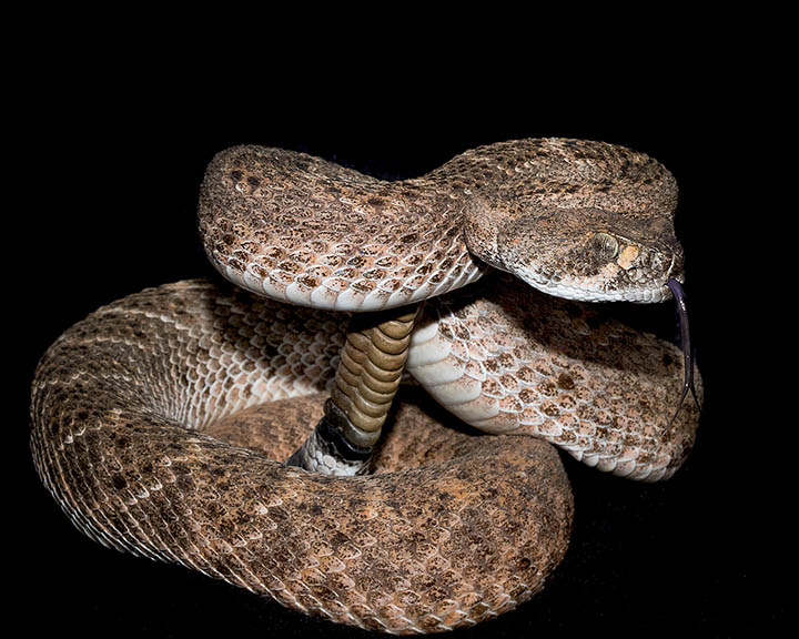 Western Diamondback Rattlesnake