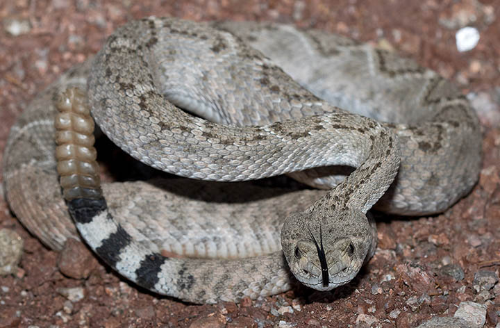 Western Diamondback Rattlesnake