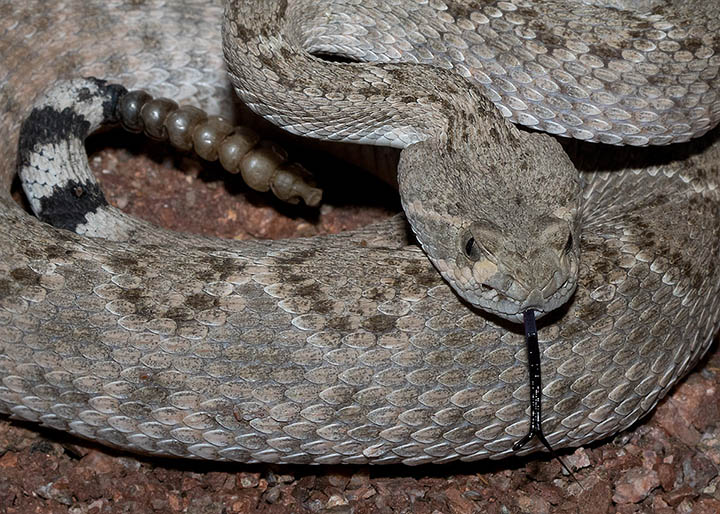 Western Diamondback Rattlesnake