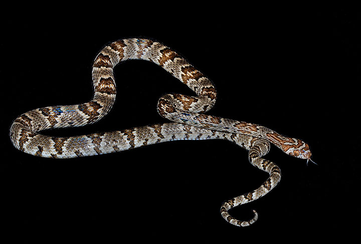 Western Lyresnake