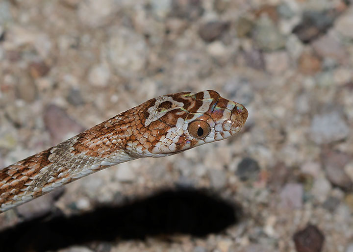 Western Lyresnake