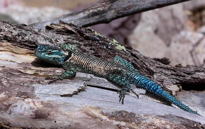 Yarrow's Spiny Lizard