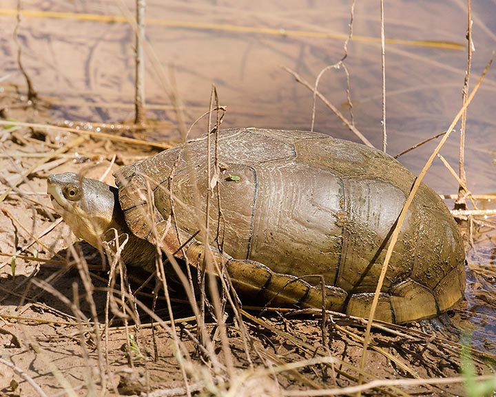 Yellow Mud Turtle