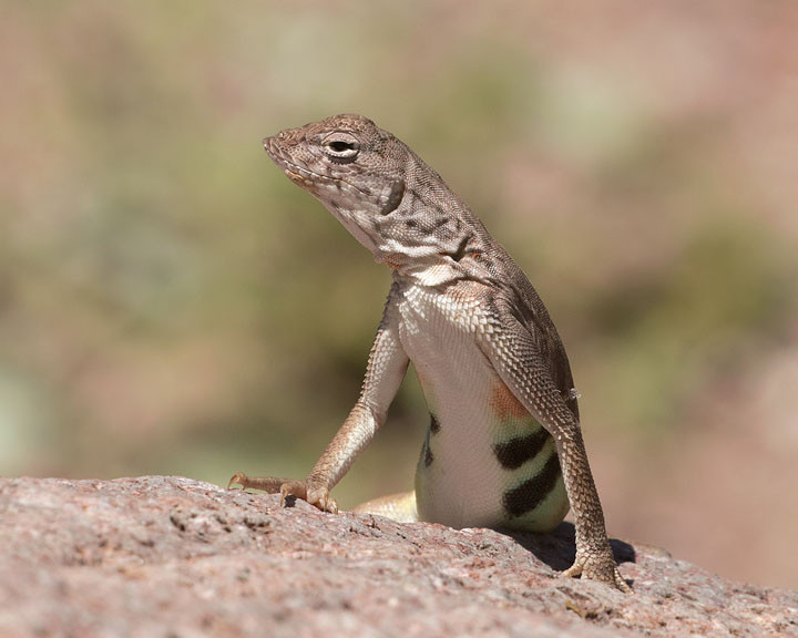 Zebra-tailed Lizard