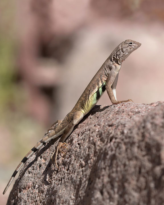 Zebra-tailed Lizard