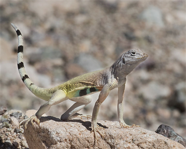 Zebra-tailed Lizard