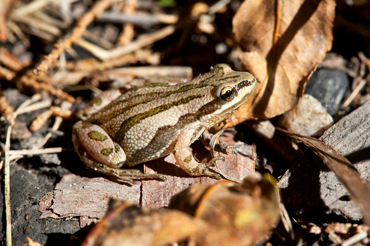 Boreal Chorus Frog