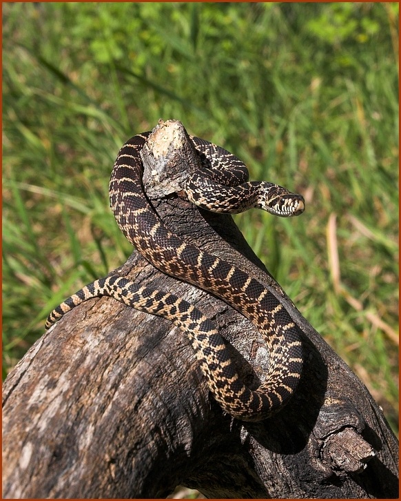 gopher snake