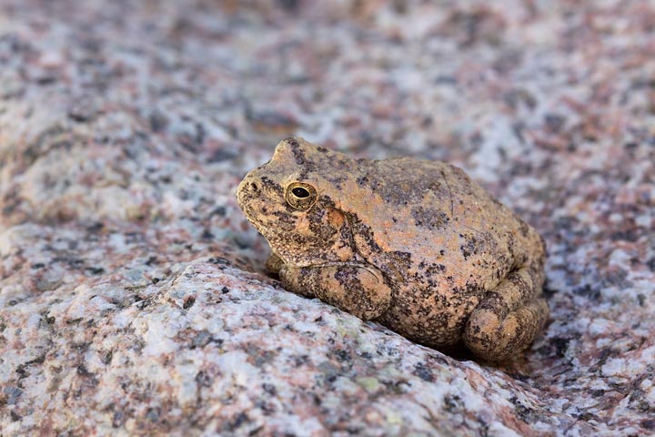 Canyon Treefrog