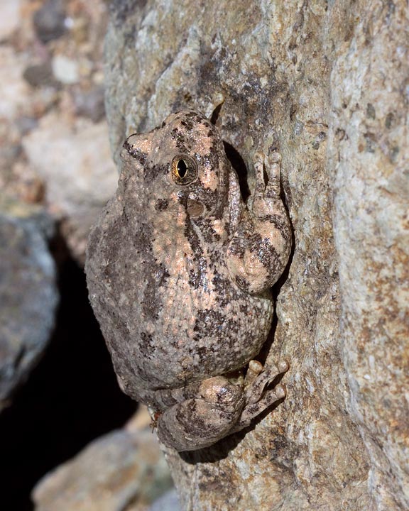 Canyon Treefrog