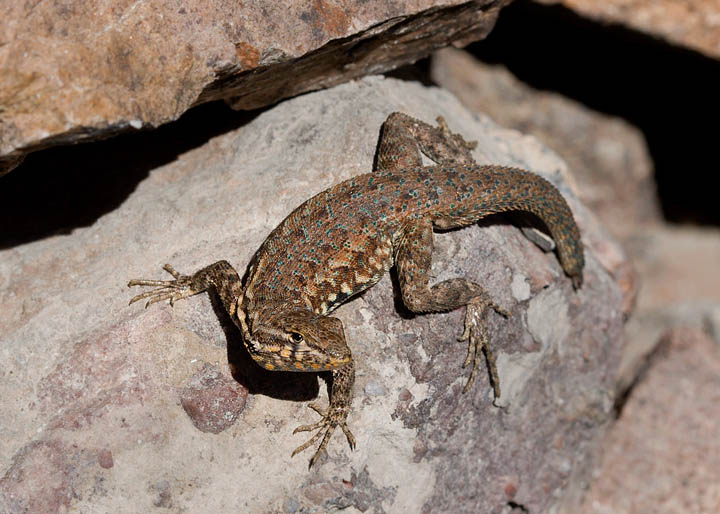 Common Side-blotched Lizard