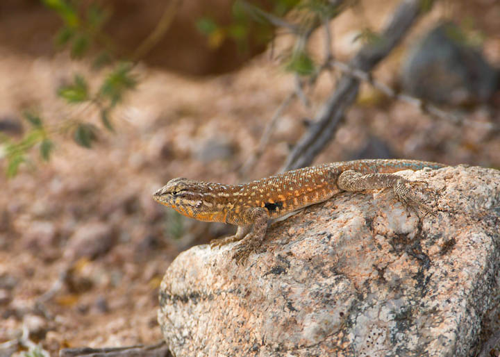 Common Side-blotched Lizard