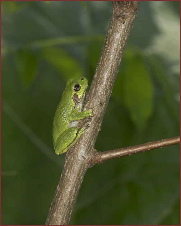 Cope's Gray Treefrog