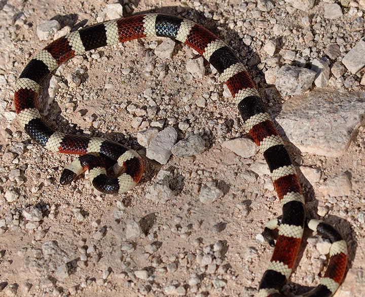 Sonoran Coralsnake