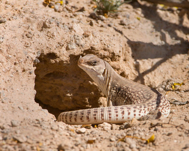 Desert Iguana