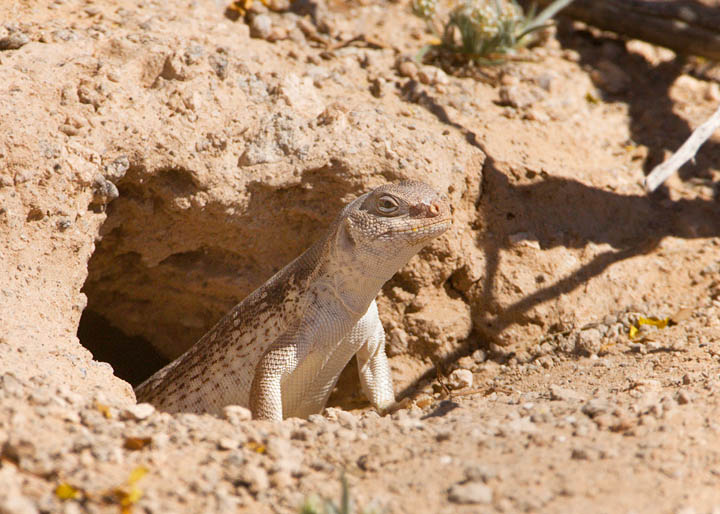 Desert Iguana