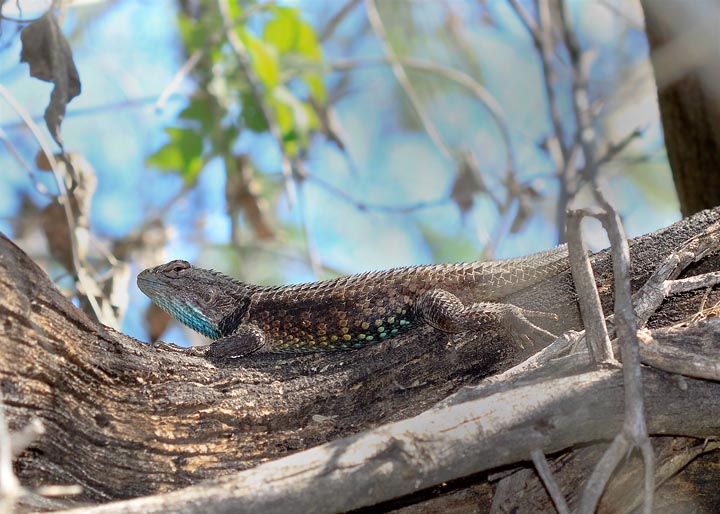 Desert Spiny Lizard