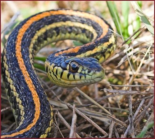 Plains garter snakes