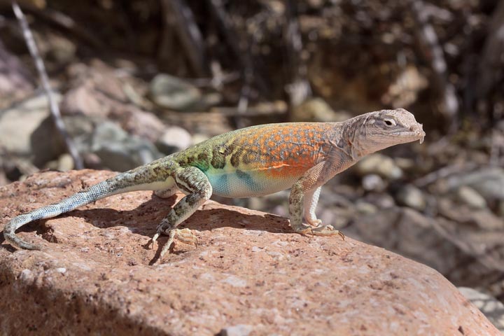 Greater Earless Lizard