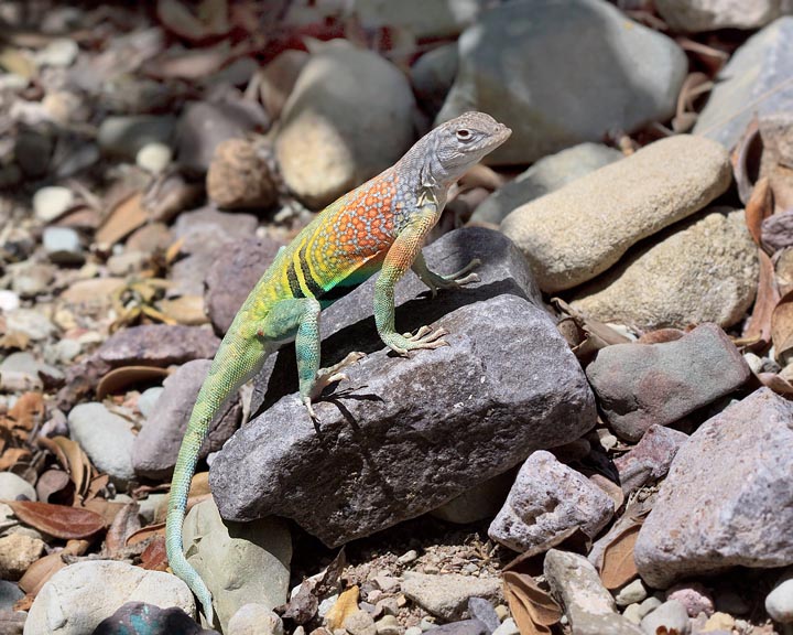 Greater Earless Lizard