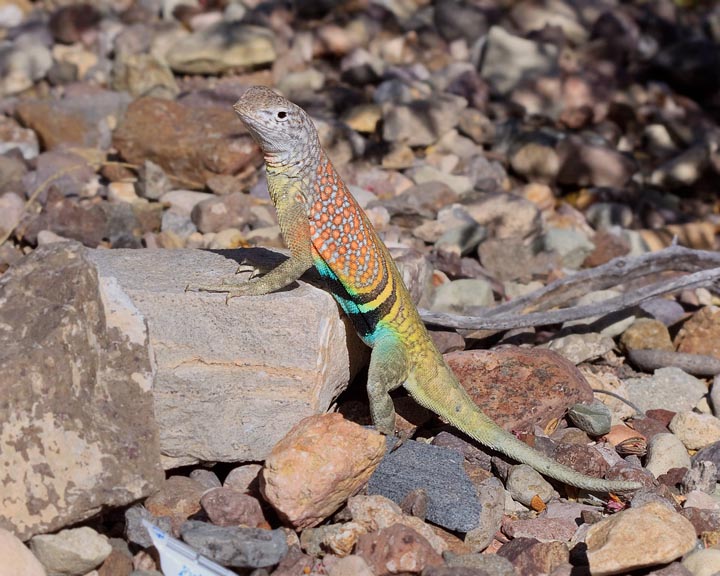 Greater Earless Lizard