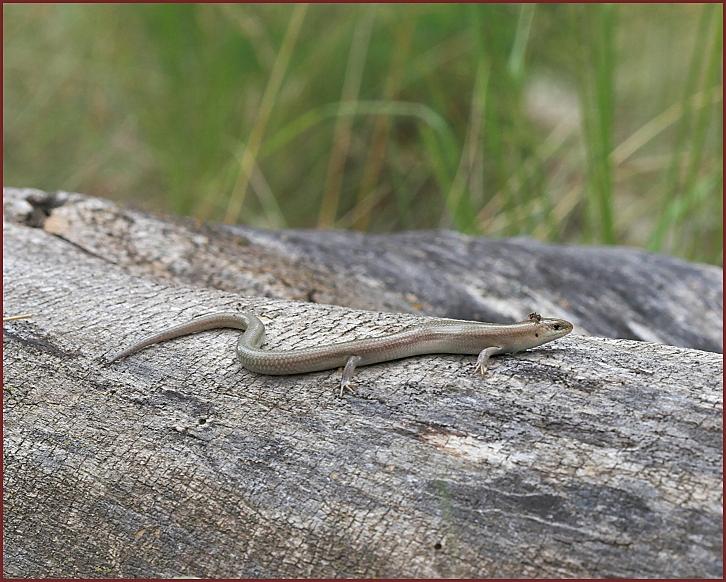 many-lined skink