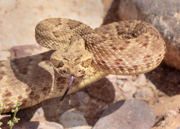 Mohave Rattlesnake