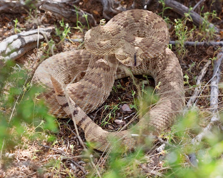 Mohave Rattlesnake