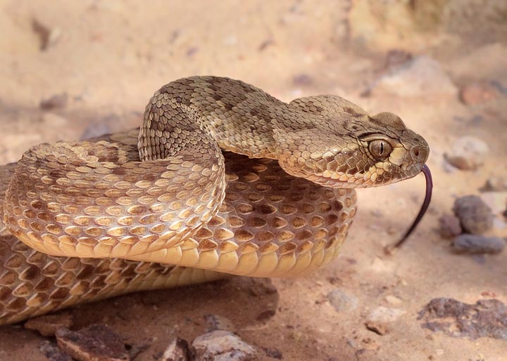 Mohave Rattlesnake