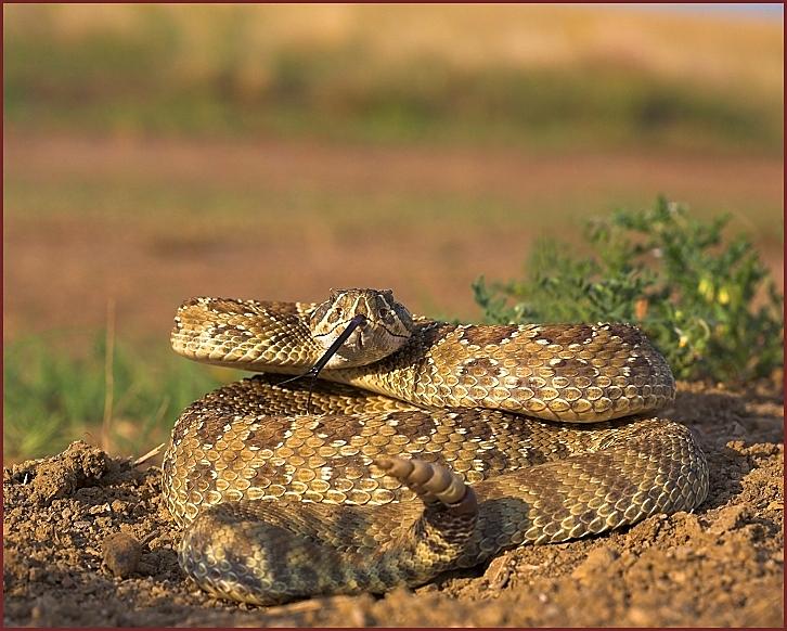 photo of rattlesnake bite in dog