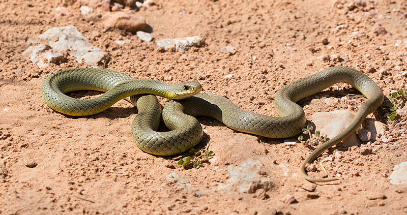 eastern racer