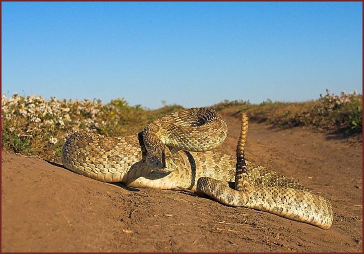 prairie rattlesnake