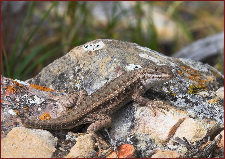 sagebrush lizard