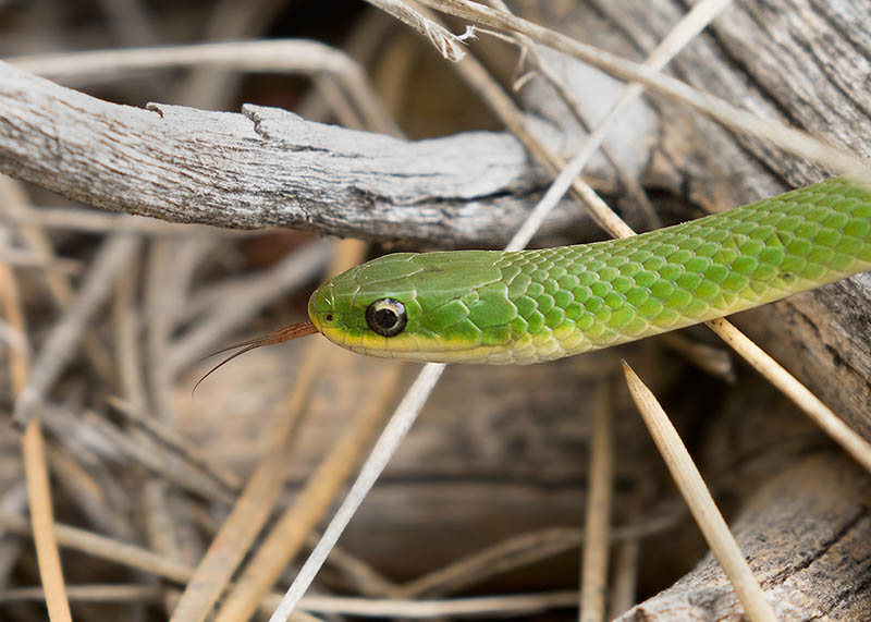 Smooth Green Snake