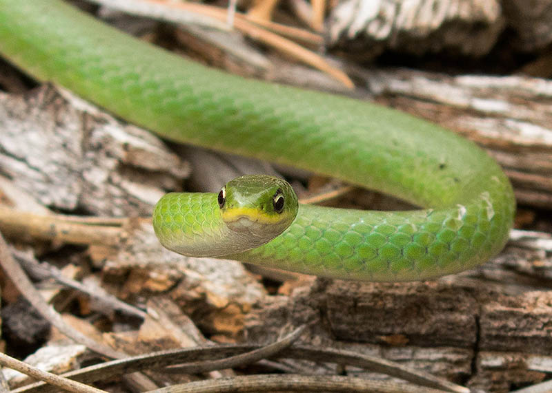 Smooth Green Snake