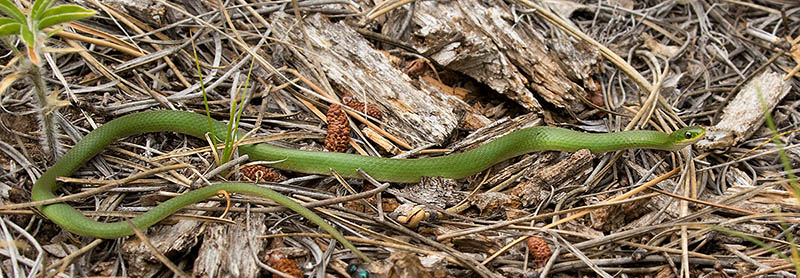 Smooth Green Snake