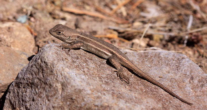 Striped Plateau Lizard