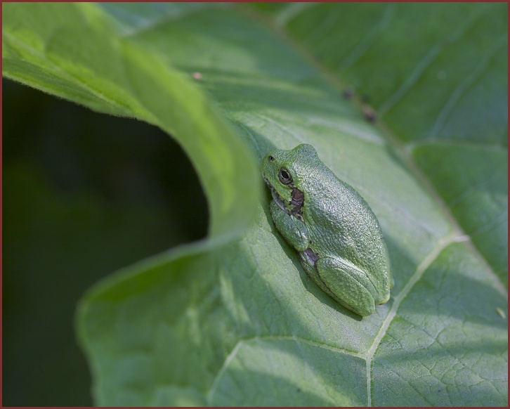 Cope's Gray Treefrog