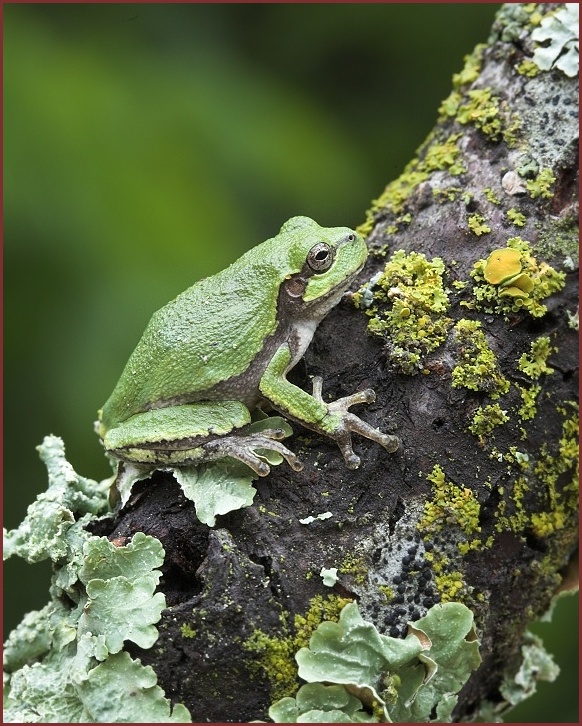 Cope's Gray Treefrog