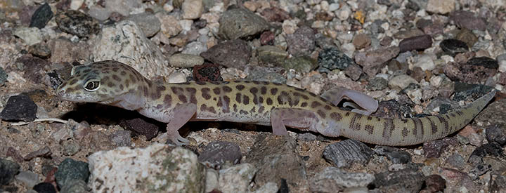 Western Banded Gecko